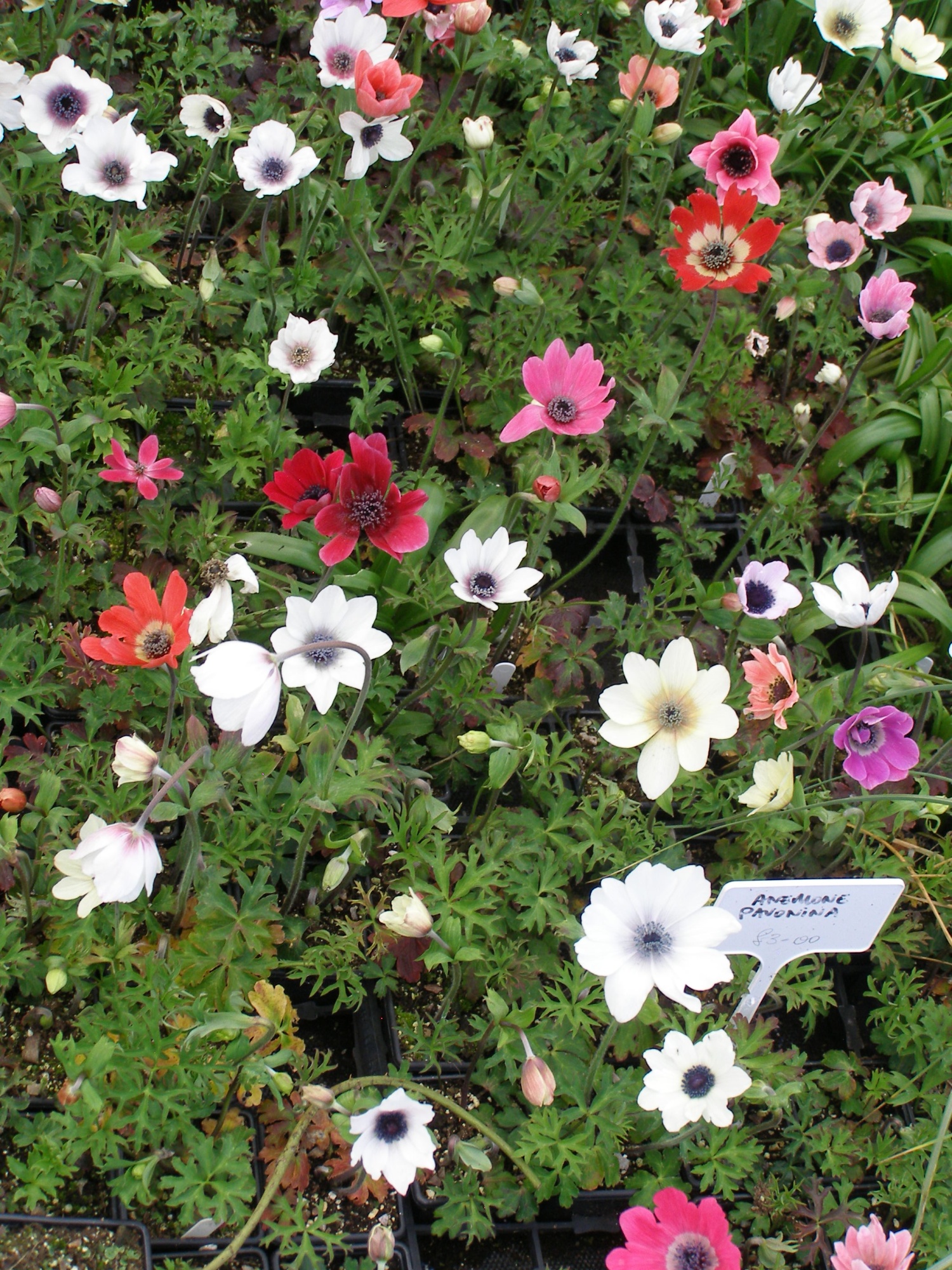 Anemone Pavonina, Chatto